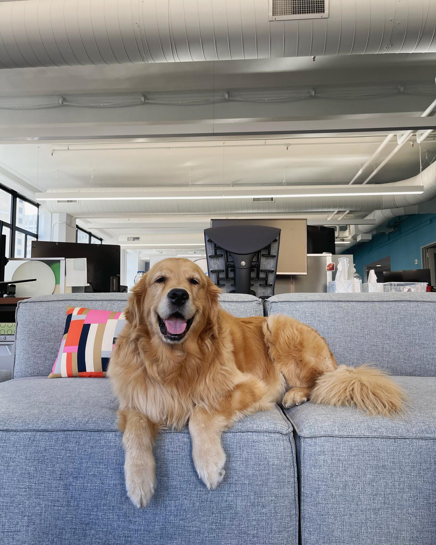The official office pet dog named Charlie.